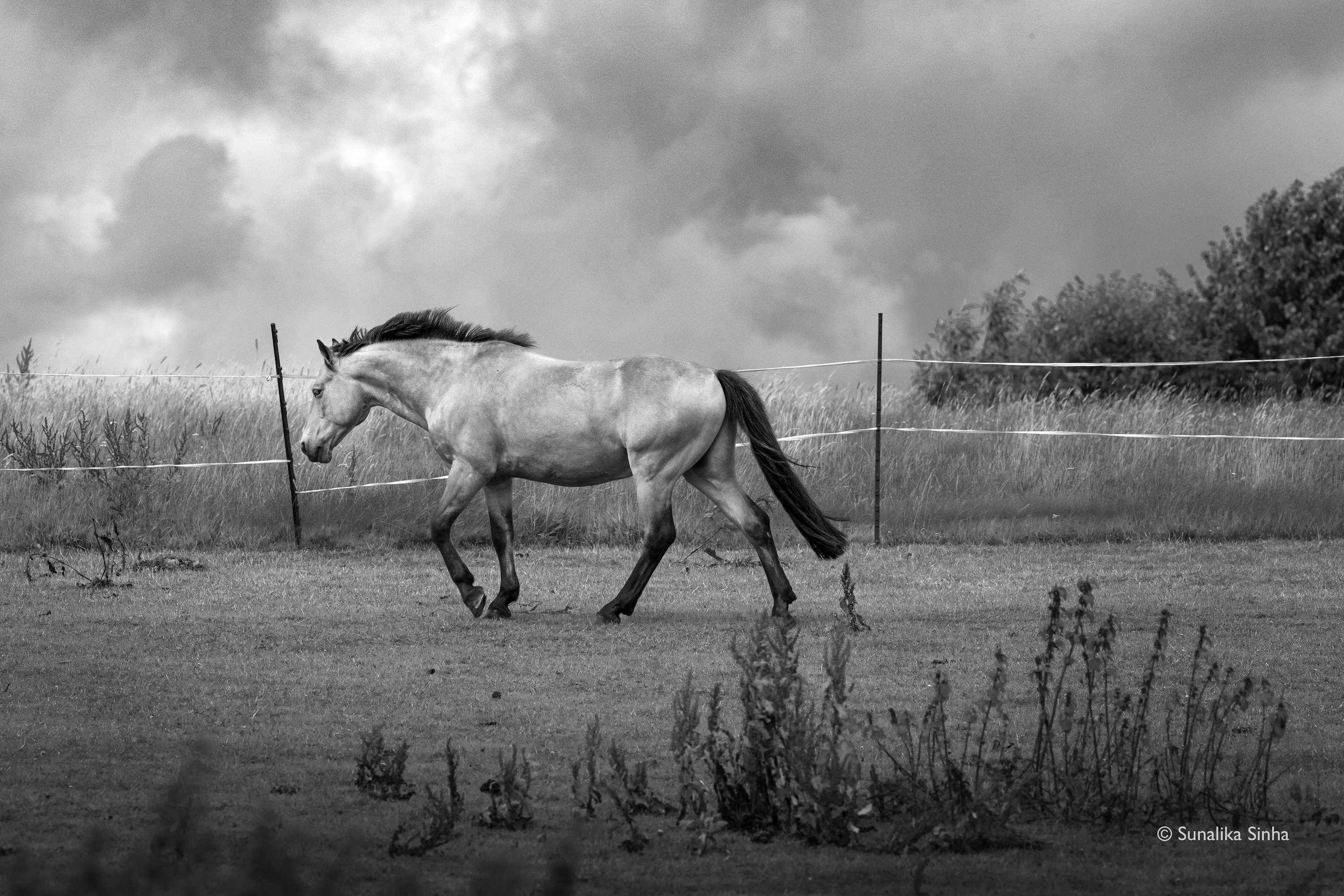 4.Horse In Motion