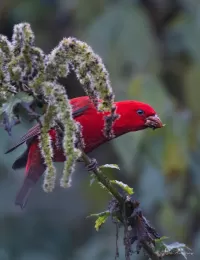 The Himalayan Birds – by Kumar Kumud Gangesh (Wildlife Photographer)