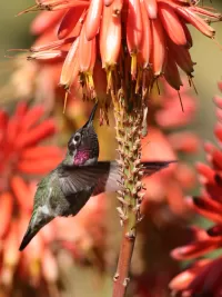 Dancing with Hummers