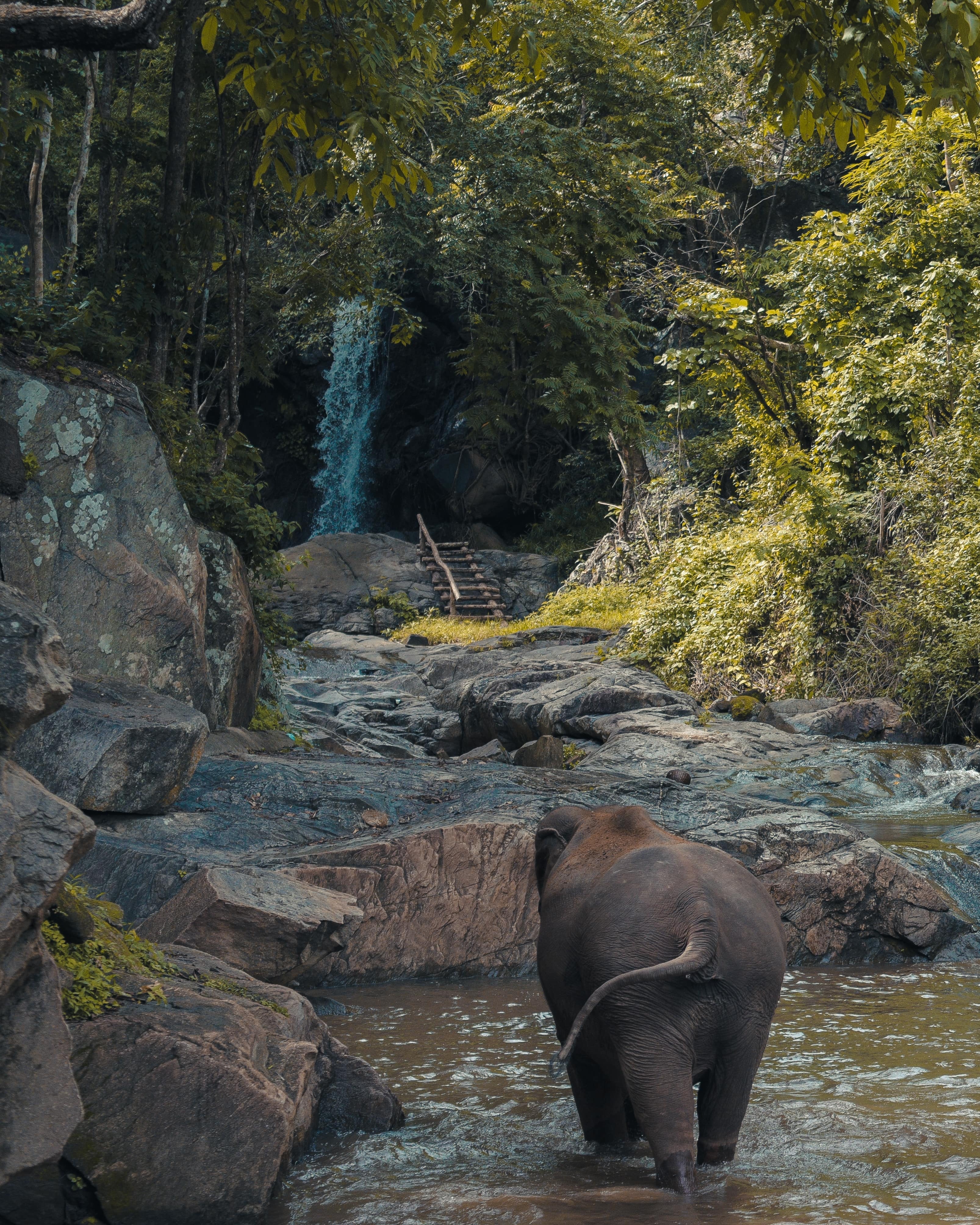Wildlife photo 2